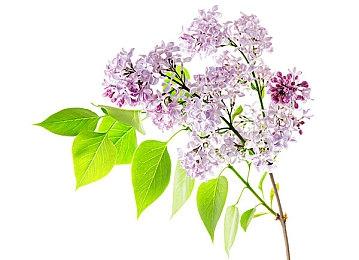 《星露谷物语》庆祝发售7周年 将发布1.6版本更新